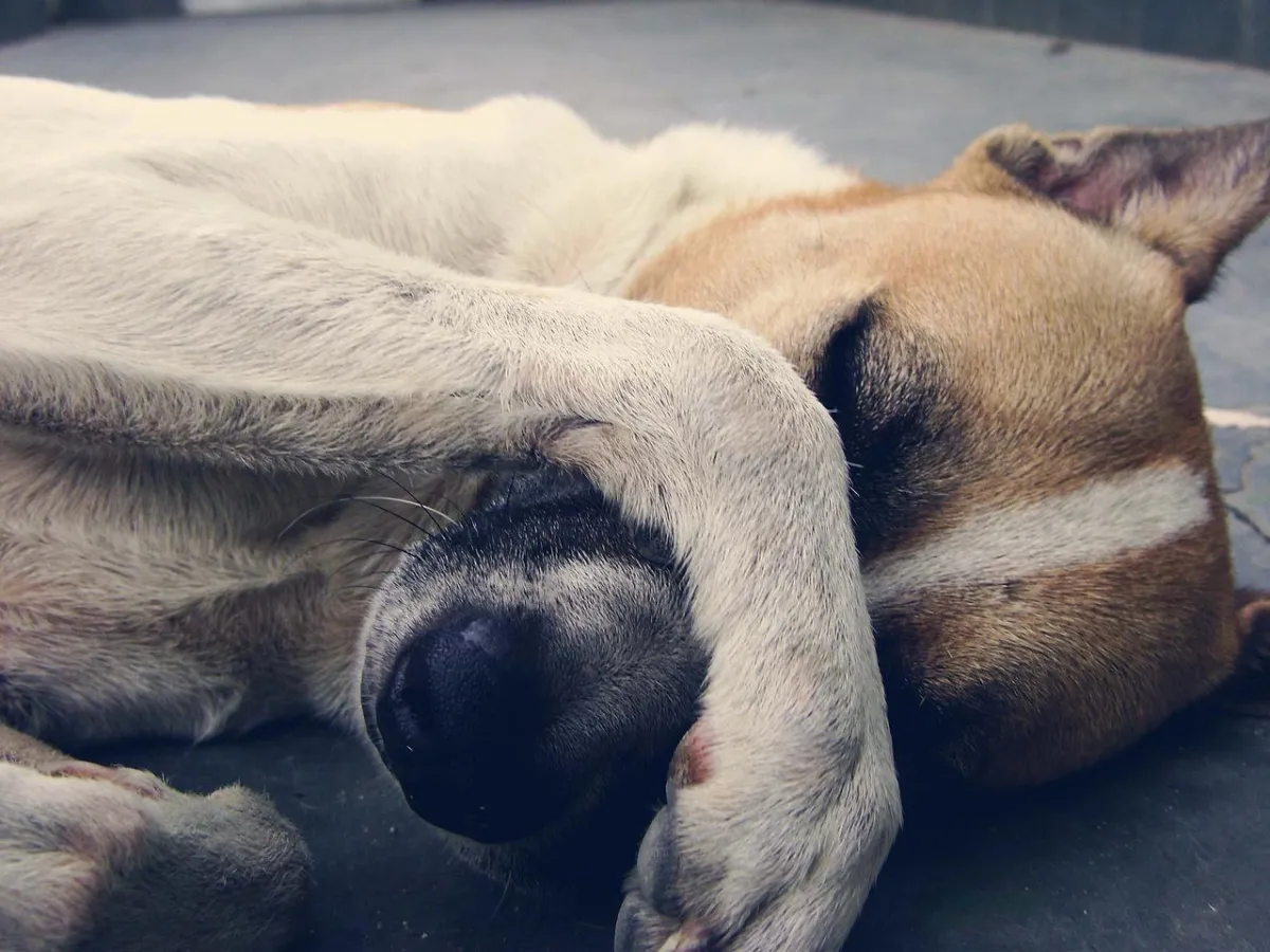 Pet Stain & Odor
